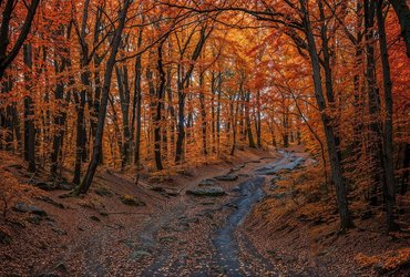 Country Lane Journal